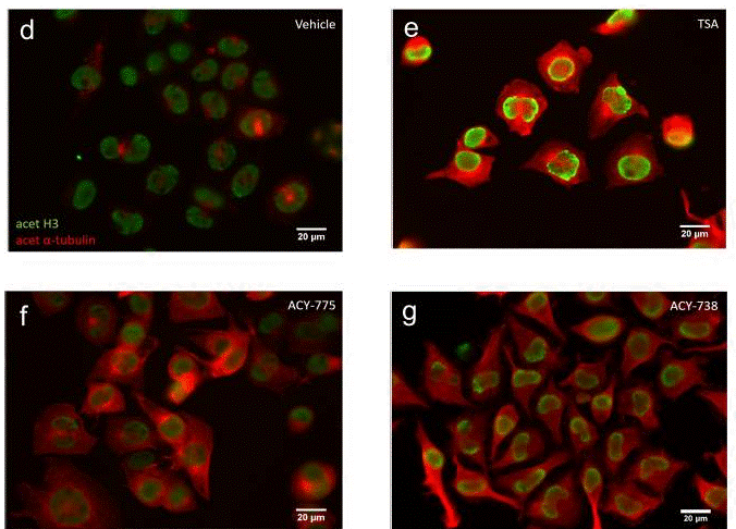 Tsa Trichostatin A Hplc Selleck Hdac