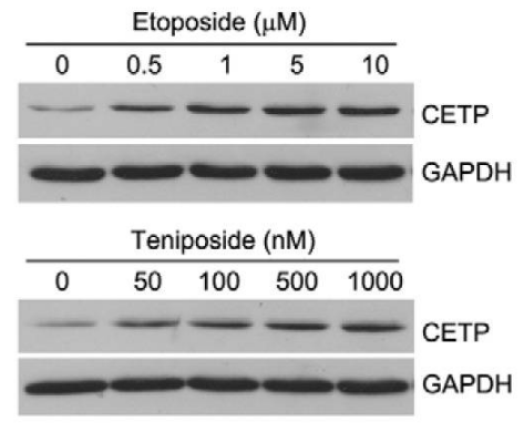 Teniposide Hplc Selleck