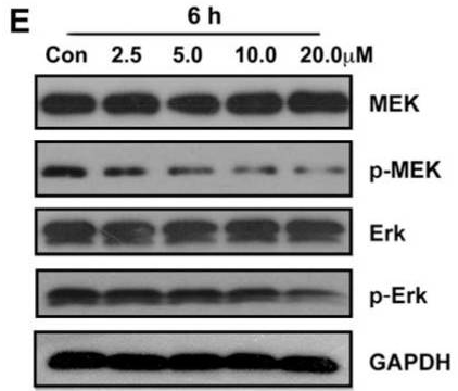 Parthenolide 99 HPLC Selleck HDAC 阻害剤