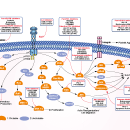 TAM receptors (Tyro-3,Axl,and Mertk) Signaling Pathways