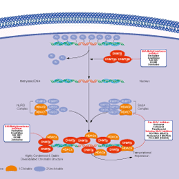 DNA Methyltransferase Signaling Pathways