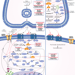 Dopamine Receptor Signaling Pathways