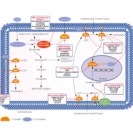 HMG-CoA Reductase Signaling Pathways