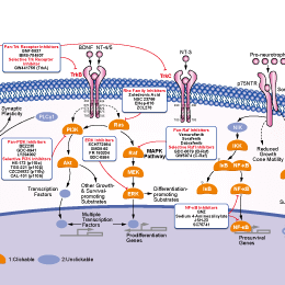 Trk receptor Signaling Pathways