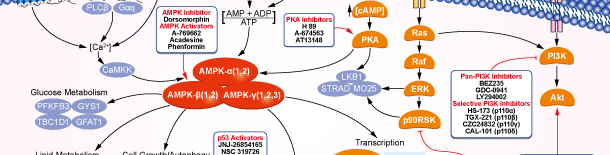 AMPK阻害 | AMPK Inhibition