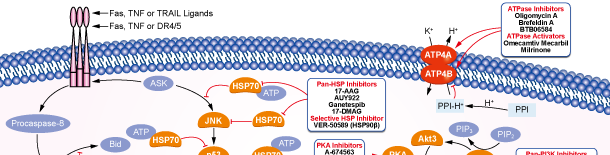 ATPaseシグナル伝達経路