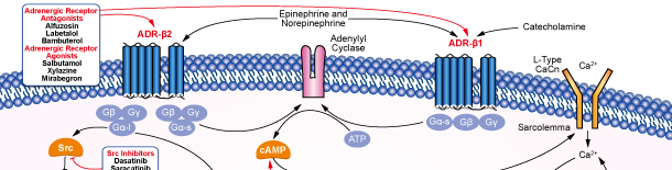 Adrenergic Receptorシグナル伝達経路