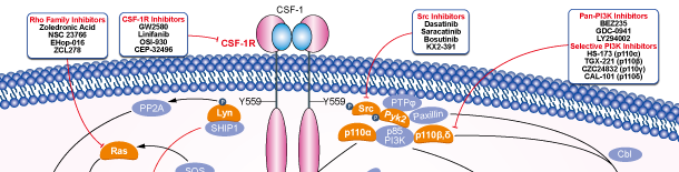 CSF-1Rシグナル伝達経路