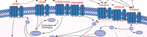 CXCRシグナル伝達経路