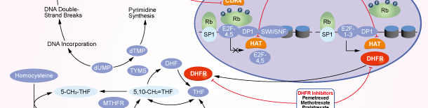 DHFRシグナル伝達経路