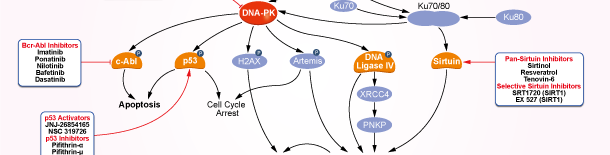 DNA-PKシグナル伝達経路