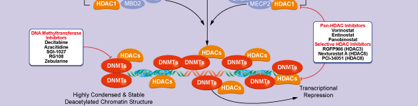 DNA Methyltransferaseシグナル伝達経路