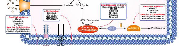 Dehydrogenaseシグナル伝達経路