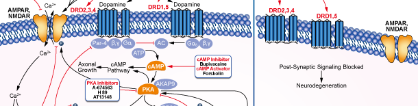 Dopamine Receptorシグナル伝達経路