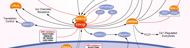ERKシグナル伝達経路