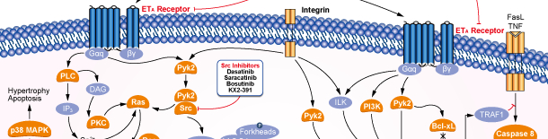Endothelin Receptorシグナル伝達経路