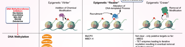 Epigenetic Reader Domainシグナル伝達経路