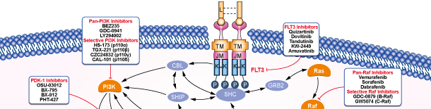 FLT3シグナル伝達経路