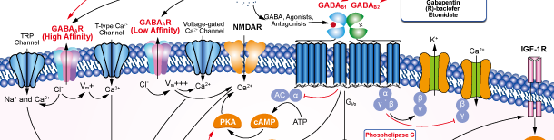 GABA Receptorシグナル伝達経路