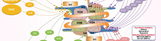Histone Acetyltransferaseシグナル伝達経路