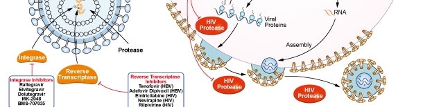 HIV Proteaseシグナル伝達経路