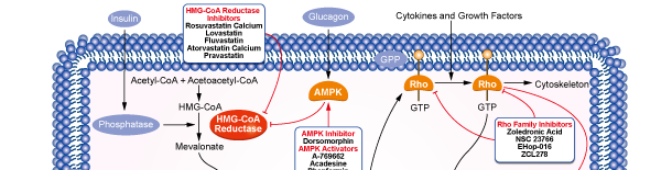 HMG-CoA Reductaseシグナル伝達経路
