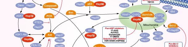 HSP (HSP90)シグナル伝達経路