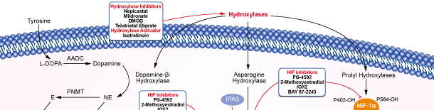 Hydroxylaseシグナル伝達経路