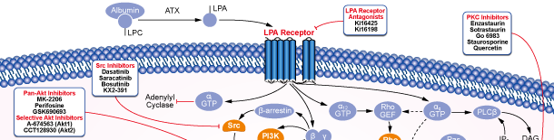 LPA Receptorシグナル伝達経路