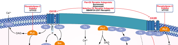 OX Receptorシグナル伝達経路