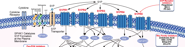S1P Receptorシグナル伝達経路