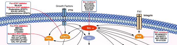 cahtpage  src Src family kinases, adaptor proteins and the actin ...
