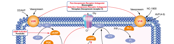 Vasopressin Receptorシグナル伝達経路
