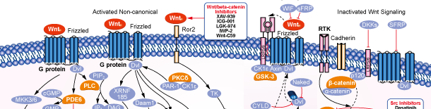 Wnt/beta-cateninシグナル伝達経路