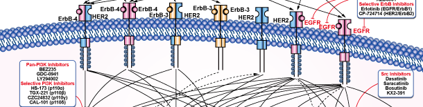 EGFRシグナル伝達経路