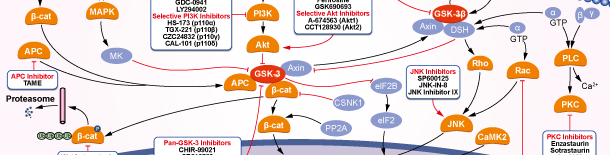 GSK-3シグナル伝達経路