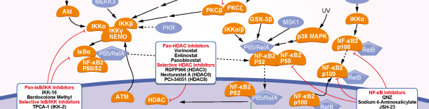 NF-κBシグナル伝達経路