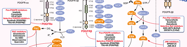 PDGFRシグナル伝達経路