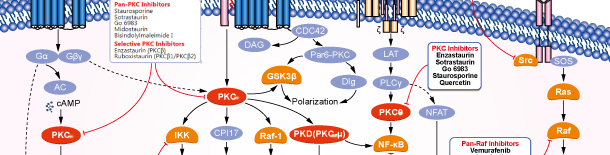 PKCシグナル伝達経路