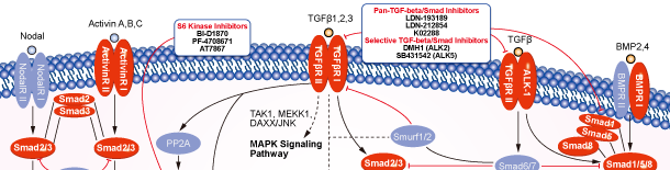 TGF-beta/Smadシグナル伝達経路