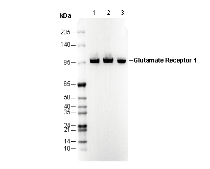 ma5ページ Phospho-FLT3 (Tyr591) Polyclonal Antibody (PA5-105884)