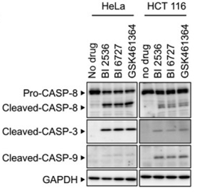 S1109-WB1.gif