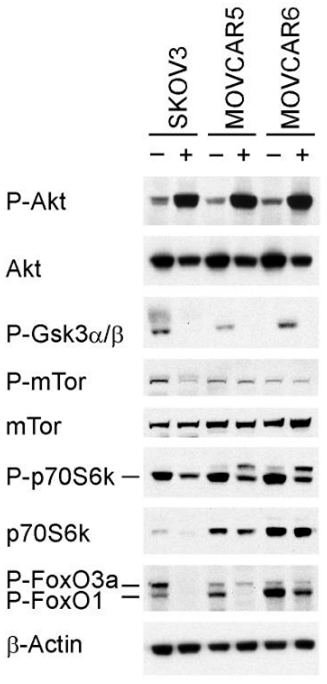 S1113-WB1.gif