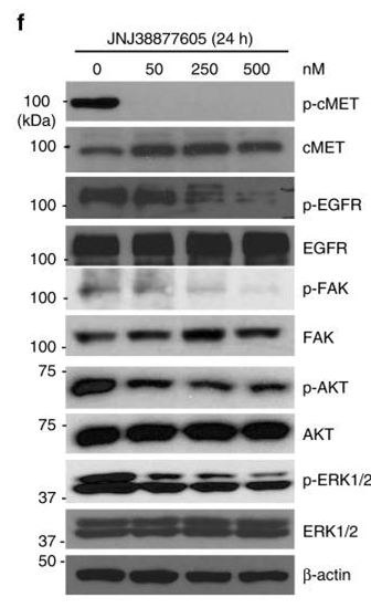 S1114-WB2.gif