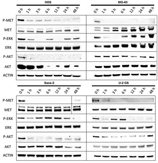 S1119-WB2.gif