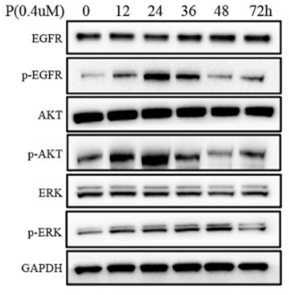 S1135-WB4.gif