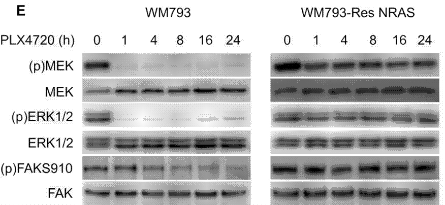 S1152-WB1.gif