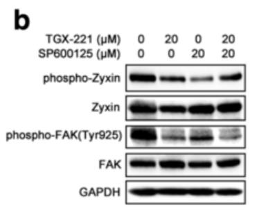 S1169-WB2.gif