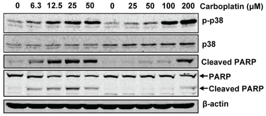 S1215-WB3.gif