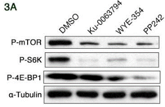 S1226-WB2.gif